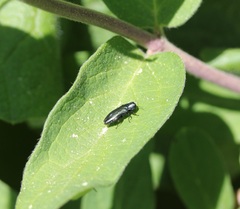 Agrilus cyanescens