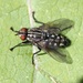 Flesh Flies and Satellite Flies - Photo (c) Even Dankowicz, some rights reserved (CC BY), uploaded by Even Dankowicz