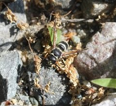 Ancistrocerus waldenii