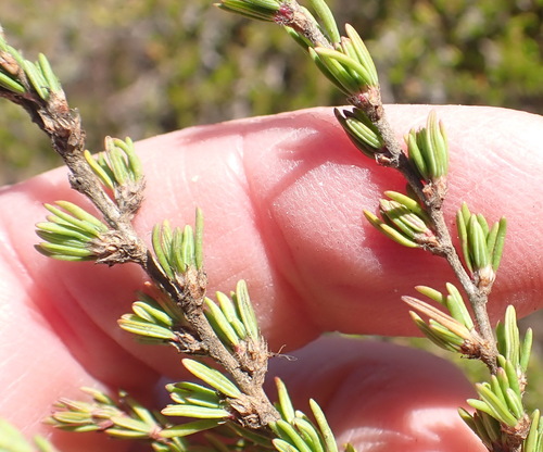 Image of Cliffortia repens by (c) Nicola van Berkel, some rights reserved (CC BY-SA)