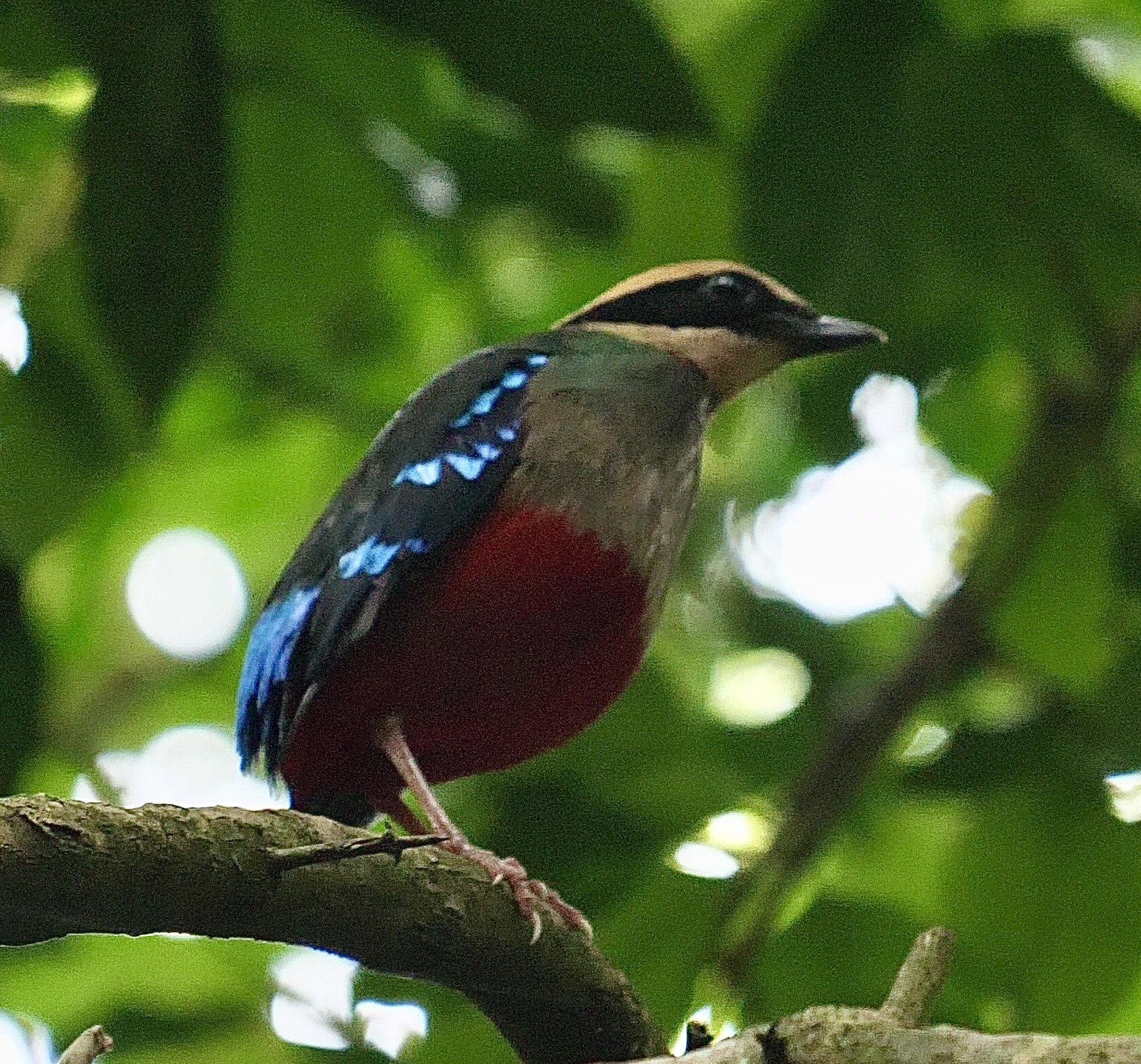 Green-breasted Pitta (Pitta reichenowi), photo 6