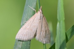 Udea lutealis