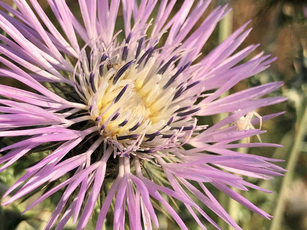 Galactites