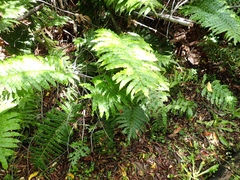 Blechnum chilense