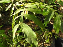 Inga xalapensis
