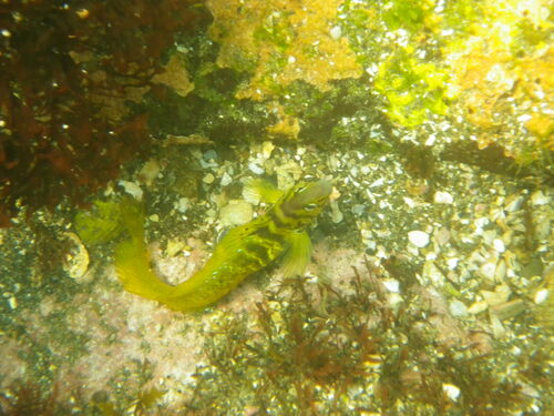 Elegant blenny (Omobranchus elegans) — Blenniidae — 3
