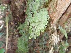 Hymenophyllum plicatum