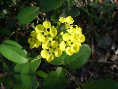 Stigmaphyllon diversifolium