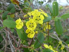 Stigmaphyllon diversifolium