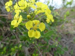 Stigmaphyllon diversifolium