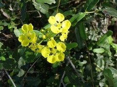 Stigmaphyllon diversifolium