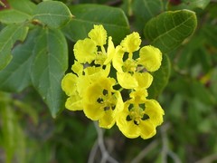 Stigmaphyllon diversifolium