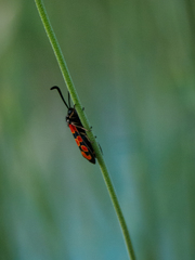 Zygaena hilaris