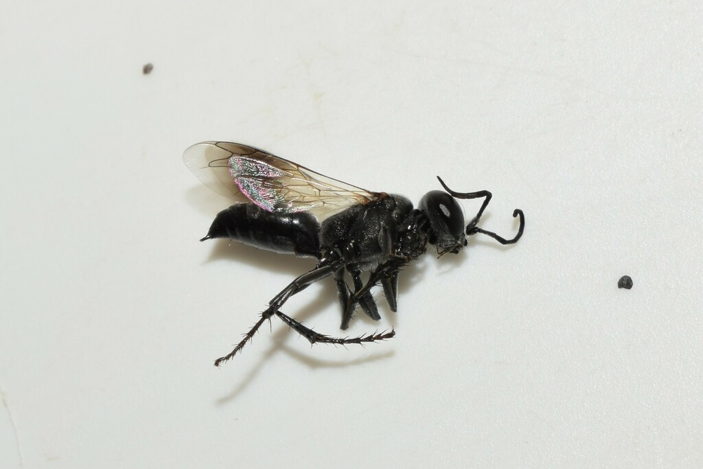Tachysphex schmiedeknechti