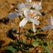 Phyllopodium namaense - Photo (c) Nick Helme, some rights reserved (CC BY-SA), uploaded by Nick Helme