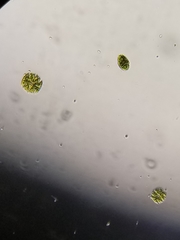 Desmidiaceae