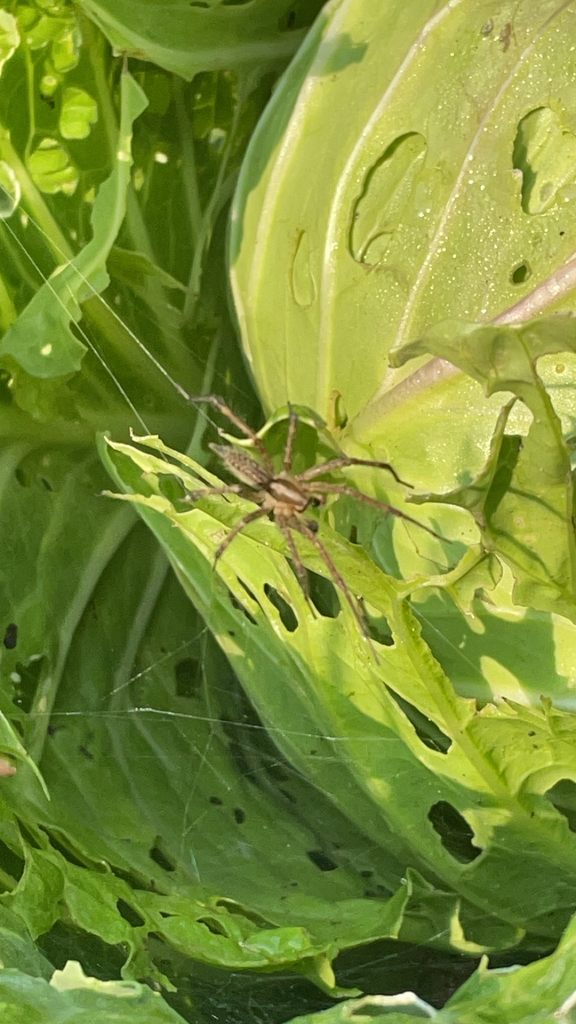 Grass Spiders from East Lansing on August 19, 2023 at 10:10 AM by ...