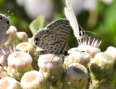 Leptotes cassius cassidula