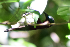Leptocoma minima
