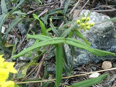 Stigmaphyllon sagraeanum