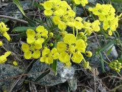 Stigmaphyllon sagraeanum