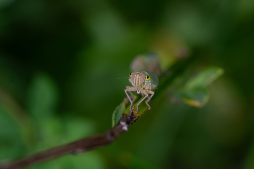 Žalioji Cikadėlė nuotrauka