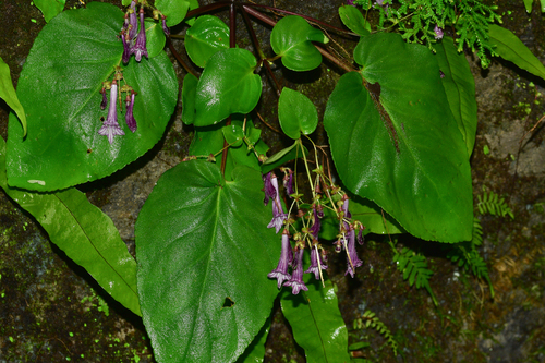 Didymocarpus yunnanensis