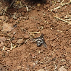 Exhyalanthrax canarionae