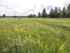 Galium × pomeranicum