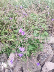 Geranium pulchrum