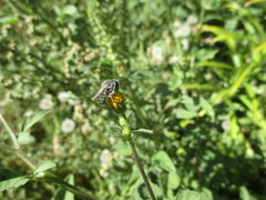 Megachile canariensis