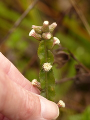 Baccharis genistelloides