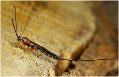 Perithous septemcinctorius