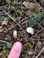 Helicella itala