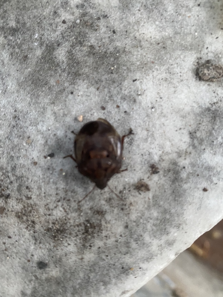 Texas Seed Insect shield-backed pine seed bug from Olney Oak Dr, Houston, TX, US on ...