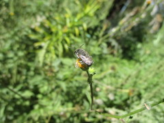 Megachile canariensis