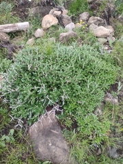 Berkheya rosulata