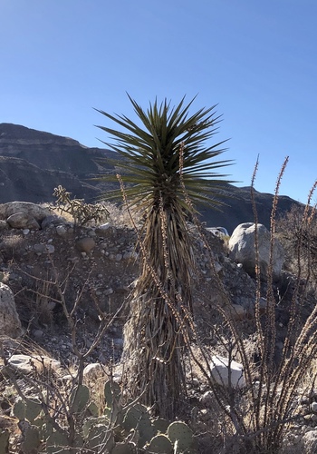 Yucca treculiana
