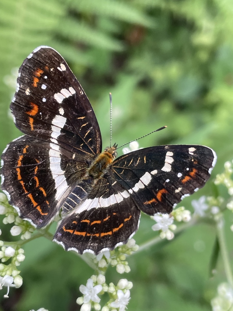Large Map from 紀泉高原スカイライン, 紀の川市, 和歌山県, JP on August 18, 2023 at 0305