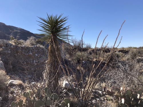Yucca treculiana