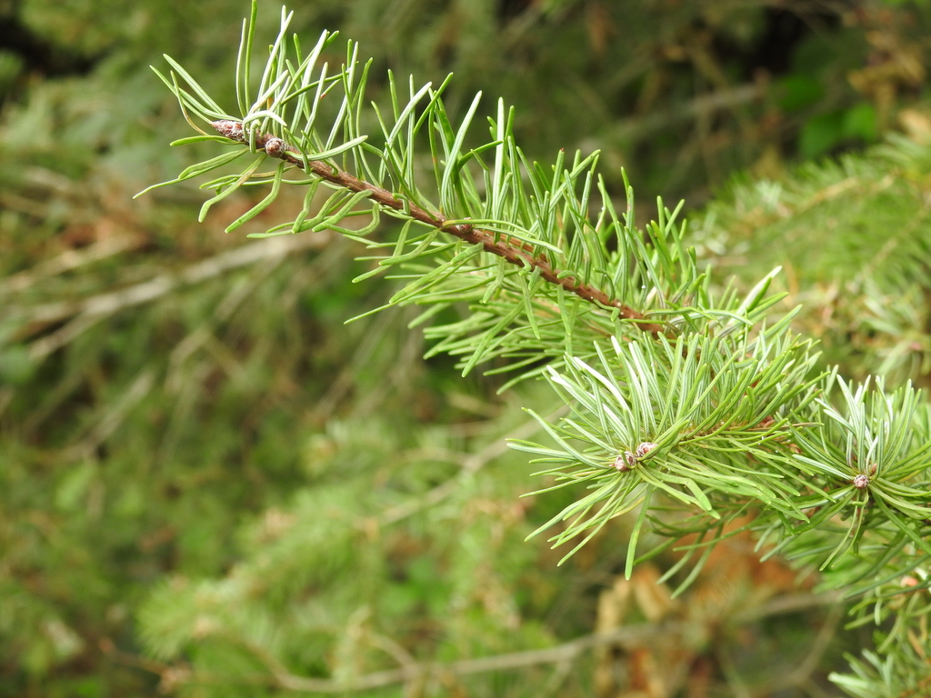 Platyphytoptus sabinianae