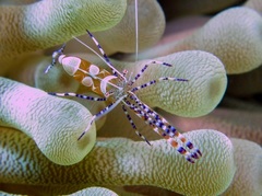 Periclimenes yucatanicus