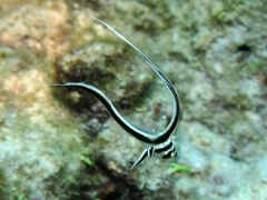 Eques punctatus