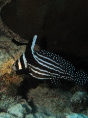 Eques punctatus