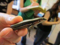 Plestiodon anthracinus