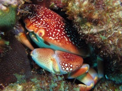 Carpilius corallinus