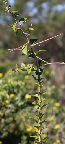 Image of Scolopia mundii by (c) Tony Rebelo, some rights reserved (CC BY-SA)