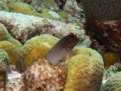 Ophioblennius macclurei