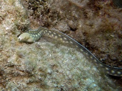 Myrichthys breviceps