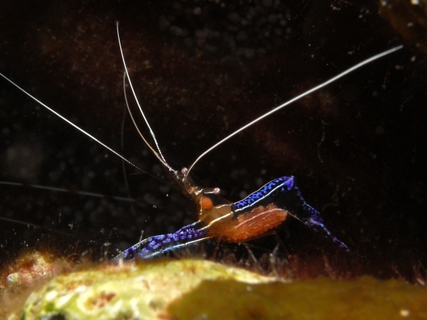 Pederson Cleaner Shrimp
